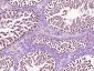 HSP70 Rabbit pAb